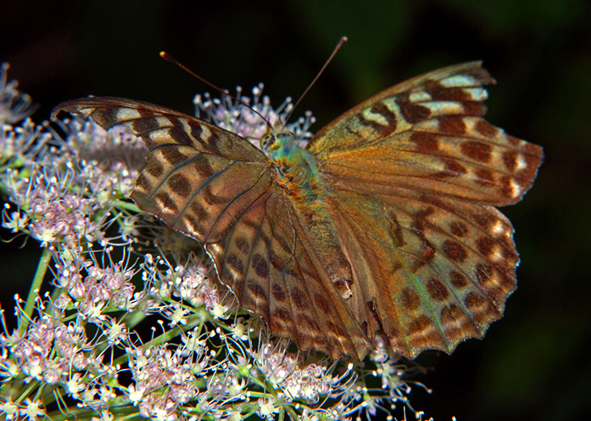 Farfalla da identificare